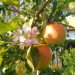Im Obstgarten ist Selbstbedienung bei unseren Ferienwohnungen in Chieming